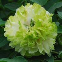 Tree Peony \'Lu Mu Ying Yu\' (Large Plant) - 2 x 6 litre potted plants