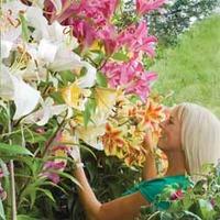 tree lilyreg collection 18 top size tree lilyreg bulbs 6 of each varie ...