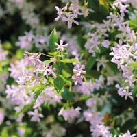 trachelospermum pink shower 2 x 7cm potted trachelospermum plants