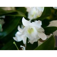 Tremendous Dendrobium