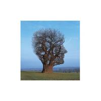 Tree of Half Life (Pink Floyd) By Storm Thorgerson