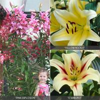 Tree Lily® Collection - 9 Tree Lily® bulbs - 3 of each variety