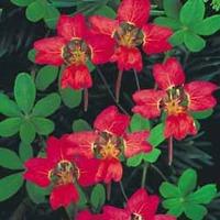 Tropaeolum speciosum - 1 bare root Tropaeolum speciosumplant