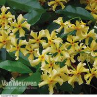 Trachelospermum jasminoides (Large Plant) - 1 jasmine plant in 5 litre pot