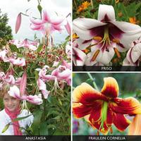 Tree Lily \'Collection\' - 9 Tree Lily® bulbs - 3 of each variety