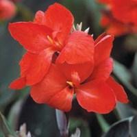 Tropical Canna Bronze Scarlet 1 Plant 9cm Pot