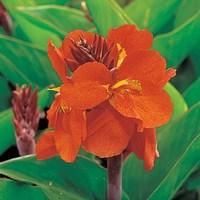 Tropical Canna Salmon 1 Plant 9cm Pot