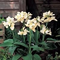 tropical canna white 1 plant 9cm pot