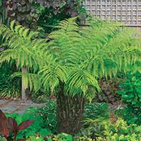 Tree Fern - 2 tree ferns with 15cm trunk