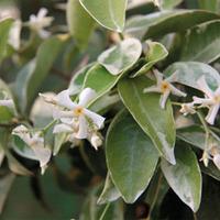 Trachelospermum asiaticum \'Variegata\' - 1 trachelospermum plant in 7cm pot