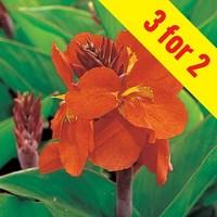 Tropical Canna Salmon 3 Plants 9cm Pot