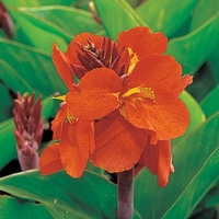 tropical canna salmon 1 plant 9cm pot