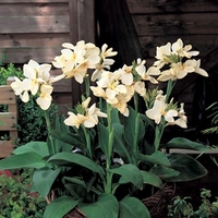 Tropical Canna White 1 Plant 9cm Pot