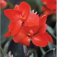 Tropical Canna Bronze Scarlet 1 Plant 9cm Pot