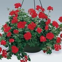 Trailing Red Geranium 4 Pre-Planted Hanging Baskets