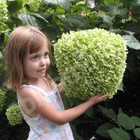 Tree Hydrangea Incrediball (Strong Annabelle) plant in 14cm pot