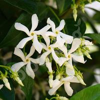 Trachelospermum jasminoides (Star Jasmine) vine plant 1-1.2M tall