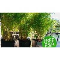 Trio of Large Clumping Umbrella Bamboo Trees - FREE DELIVERY
