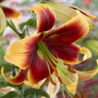 Trumpet Lily Debby x 5 bulbs