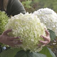 tree hydrangea incrediball strong annabelle plant in 14cm pot