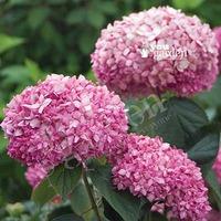 Tree Hydrangea Pink Annabelle 14cm pot