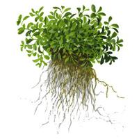 Tropica 1-2 Grow Glossostigma Elatinoides Live Plants