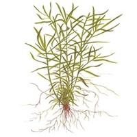 Tropica 1-2 Grow Heteranthera zosterifolia Live Plants