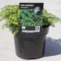 Tsuga canadensis \'Jeddeloh\' (L...