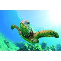 Turtle Canyon Snorkel Cruise by Catamaran