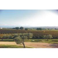 Tuscany Winery Tour and Sightseeing