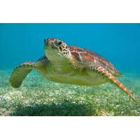 turtles snorkeling and cenotes adventure in akumal