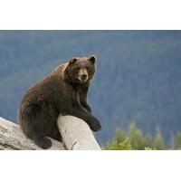 Turnagain Arm and Alaska Wildlife Tour from Anchorage