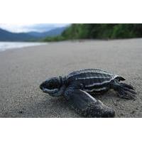 Turtle Watching Adventure in Tri...