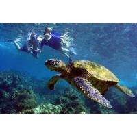 Turtle Reef Kayak Snorkel