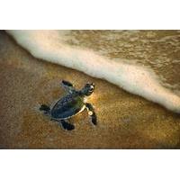 Turtle Spotting Tour in St Lucia in South Africa