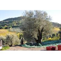Tuscan Olive Oil Seminar