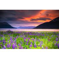 Turnagain Arm Tour