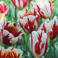 Tulip \'Carnival de Nice\' - 64 tulip bulbs