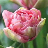 Tulip \'Promiss\' - 8 tulip bulbs