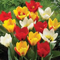 Tulip \'Kaufmanniana Mixed\' - 16 tulip bulbs