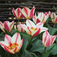 Tulip \'St. George\' - 32 tulip bulbs