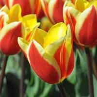 Tulip \'Hot Honey\' - 16 tulip bulbs