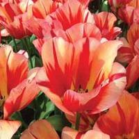 Tulip \'Spryng Break\' - 32 tulip bulbs