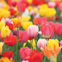 Tulip \'T&M Mixed\' - 32 tulip bulbs