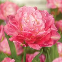 Tulip \'Double Sugar\' - 5 tulip bulbs