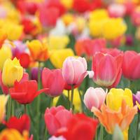 Tulip \'T&M Mixed\' - 64 tulip bulbs