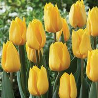 tulip yellow flight 32 tulip bulbs