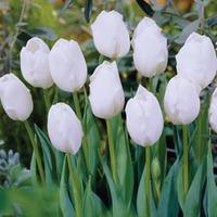 Tulip \'Snowstar\' - 32 tulip bulbs