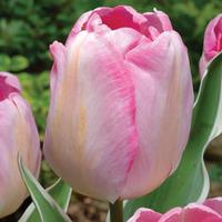 Tulip \'New Design\' - 32 tulip bulbs