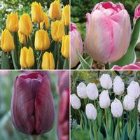 Tulip \'Triumph Collection\' - 64 tulip bulbs - 16 of each variety